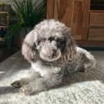 Burlingame Veterinary Clinic