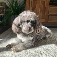Burlingame Veterinary Clinic ico