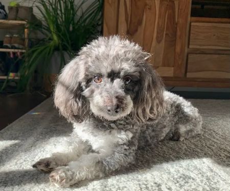 Burlingame Veterinary Clinic