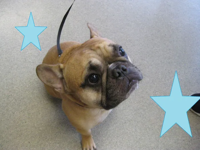 Burlingame Veterinary Clinic Picture 7