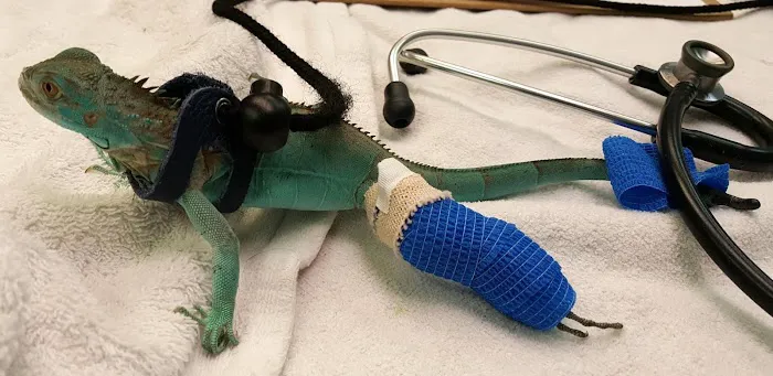 Scales & Tails Exotic Pet Clinic Picture 1