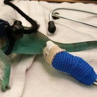 Scales & Tails Exotic Pet Clinic ico