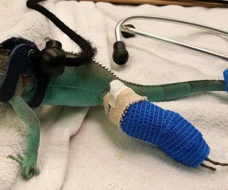Scales & Tails Exotic Pet Clinic