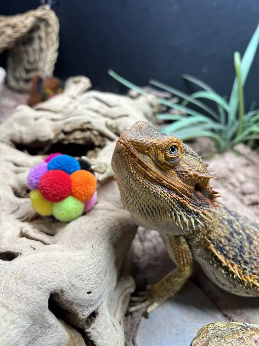 Scales & Tails Exotic Pet Clinic Picture 2