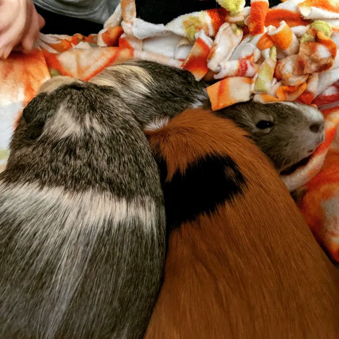 Scales & Tails Exotic Pet Clinic Picture 5