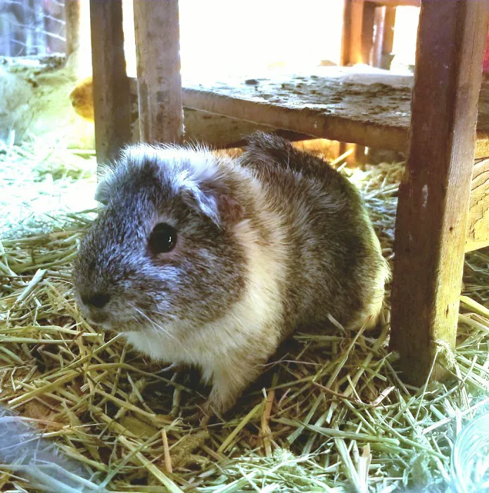 Scales & Tails Exotic Pet Clinic Picture 7
