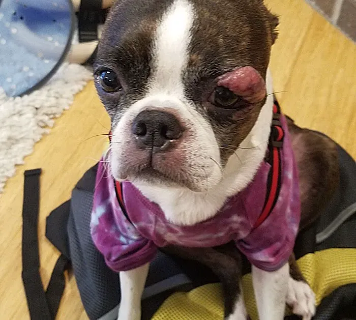 OREV, Specialty Vet Care Picture 4