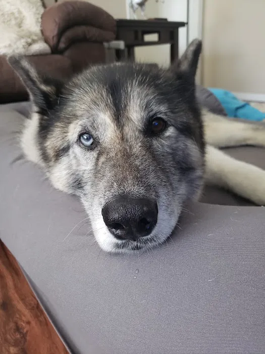 OREV, Specialty Vet Care Picture 8