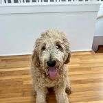 Banfield Pet Hospital
