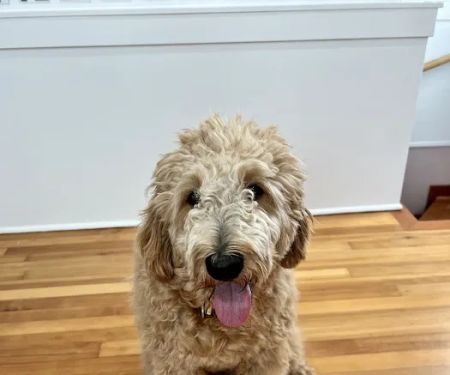 Banfield Pet Hospital