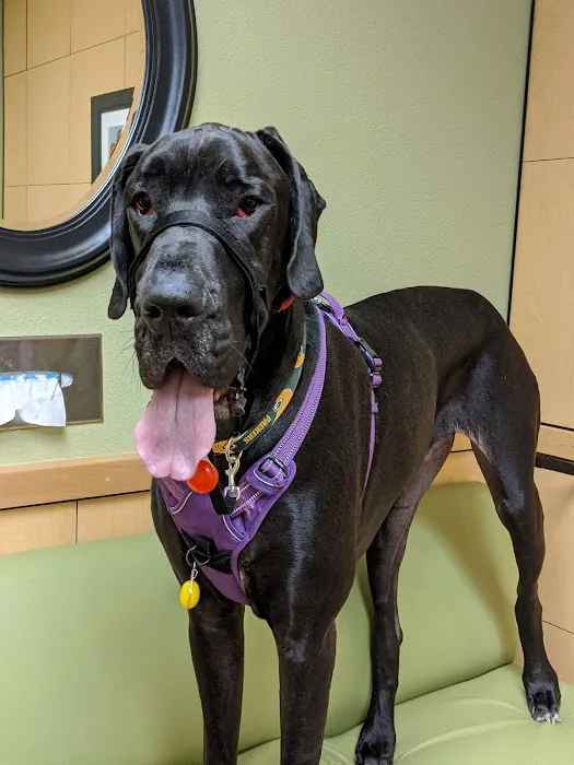 Banfield Pet Hospital Picture 8
