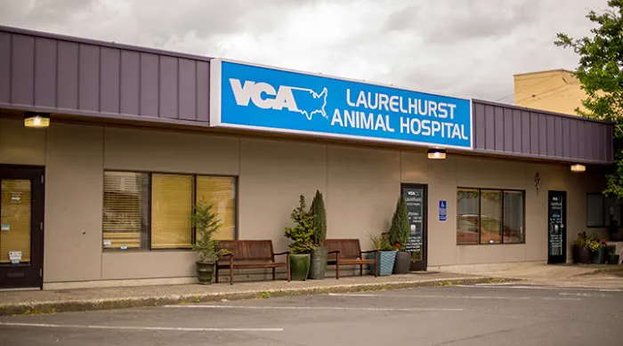 VCA Laurelhurst Animal Hospital Picture 3