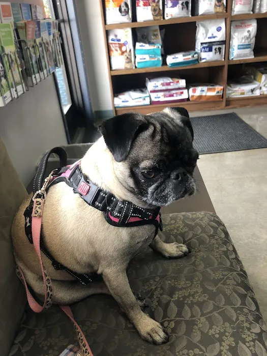 VCA Laurelhurst Animal Hospital Picture 5