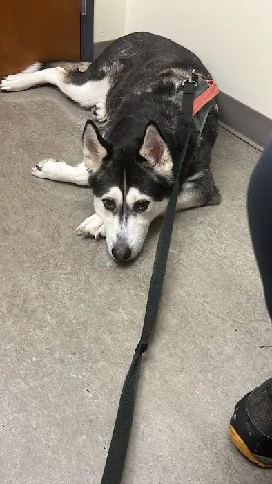 VCA Laurelhurst Animal Hospital Picture 4