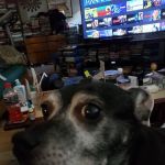 Broadway Veterinary Clinic: Schaad Duane DVM