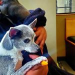 Broadway Veterinary Clinic