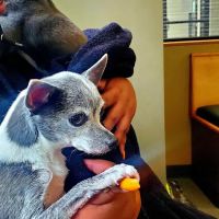 Broadway Veterinary Clinic ico
