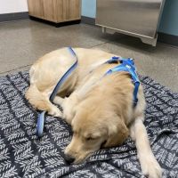 Riverbend Veterinary Care ico