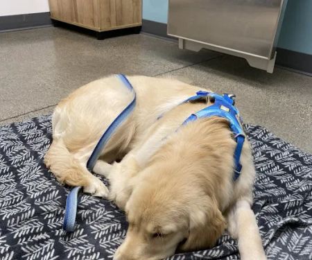 Riverbend Veterinary Care