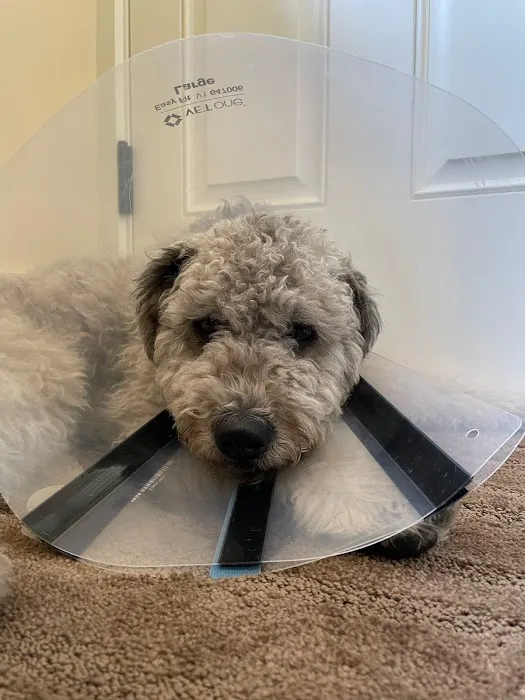Riverbend Veterinary Care Picture 7