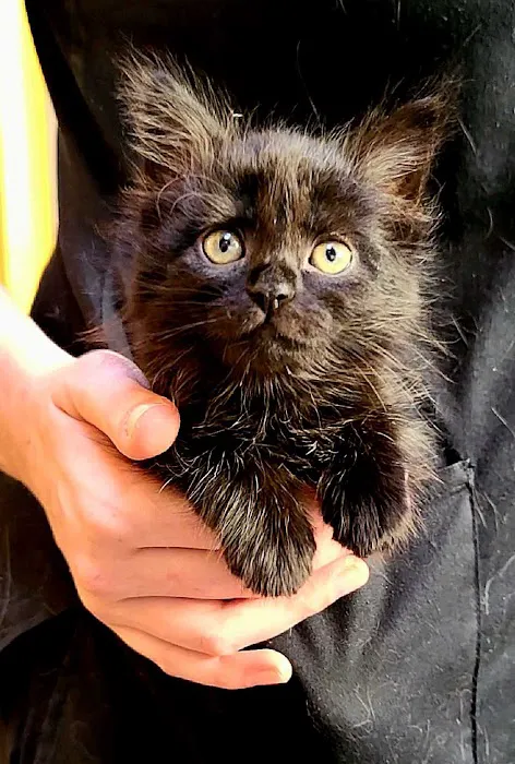 Mt. Tabor Veterinary Care Picture 1