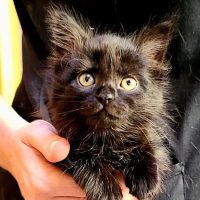 Mt. Tabor Veterinary Care ico
