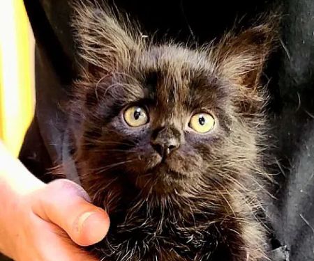 Mt. Tabor Veterinary Care