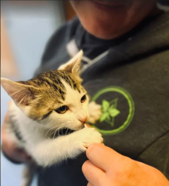 Mt. Tabor Veterinary Care Picture 2