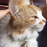 Two Rivers Veterinary Clinic ico