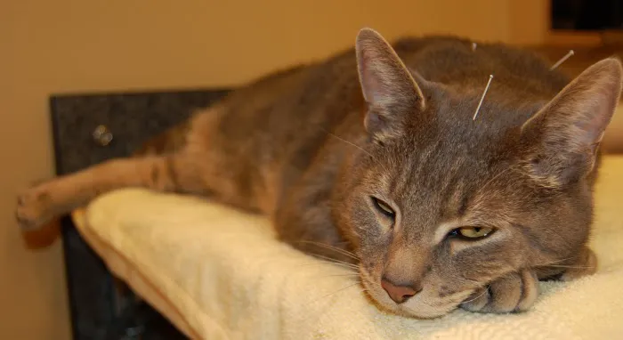 Two Rivers Veterinary Clinic Picture 3