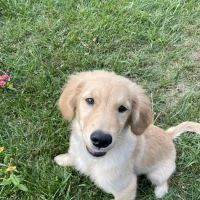 Irvington Veterinary Clinic ico