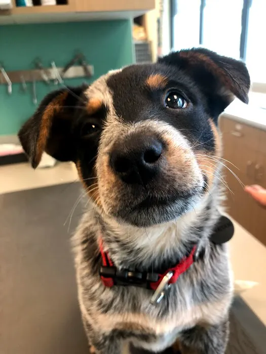 Kenton Animal Hospital Picture 9