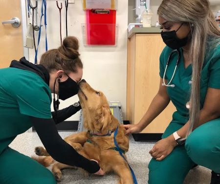 Heart and Soul Animal Urgent Care