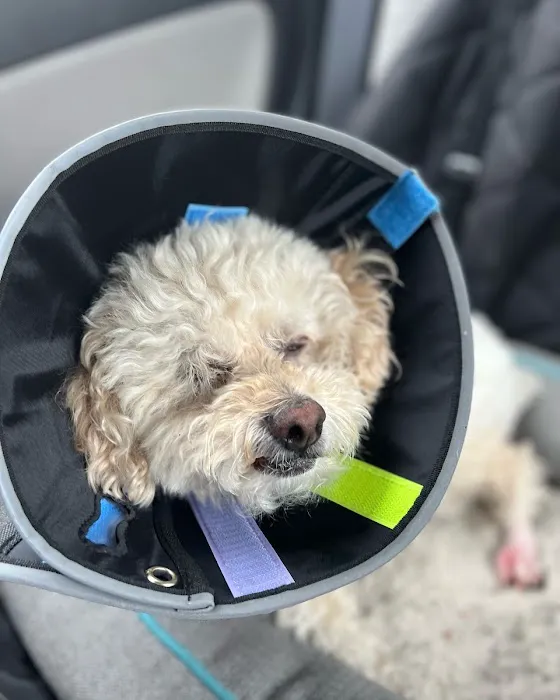 Heart and Soul Animal Urgent Care Picture 2