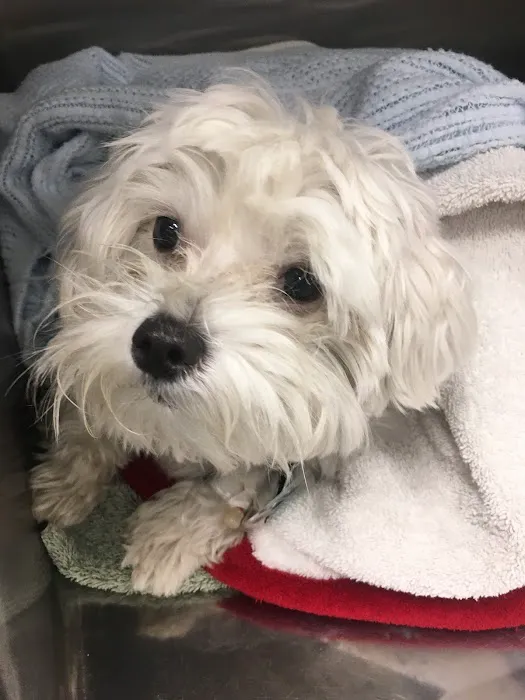 Heart and Soul Animal Urgent Care Picture 8