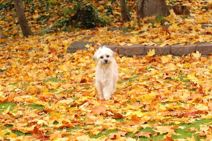 Good Neighbor Vet Picture 1
