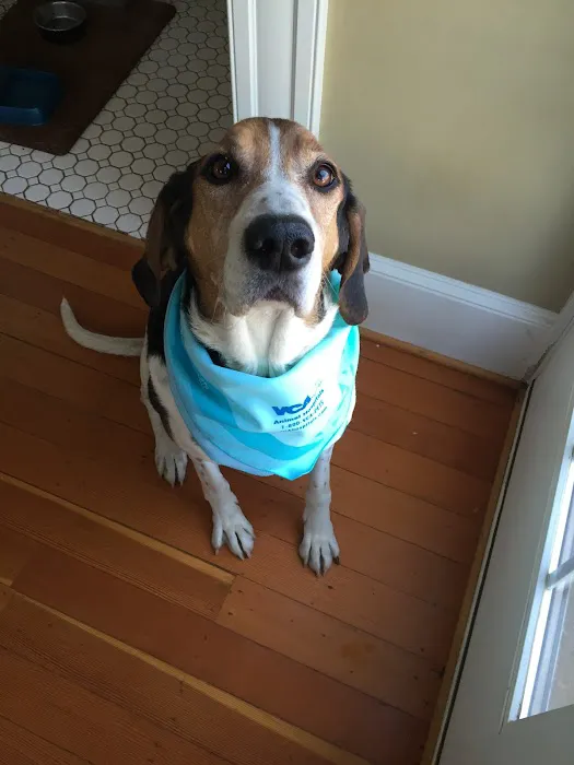 VCA Woodstock Animal Hospital Picture 3