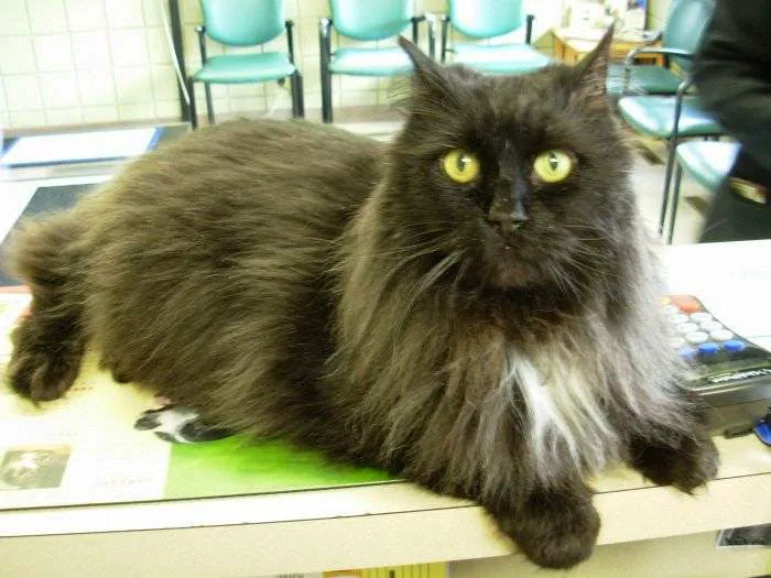 VCA Woodstock Animal Hospital Picture 8