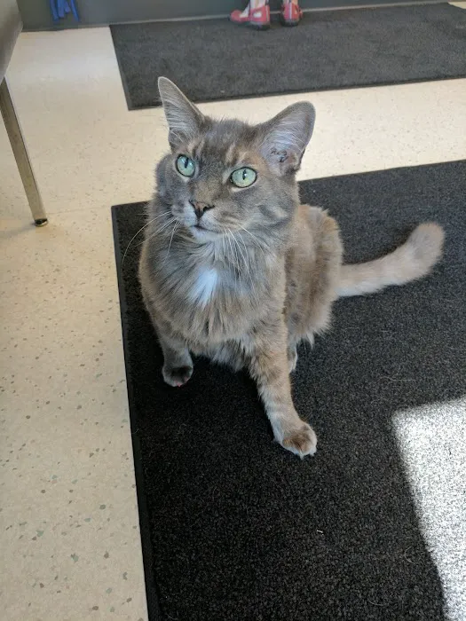 VCA Woodstock Animal Hospital Picture 10