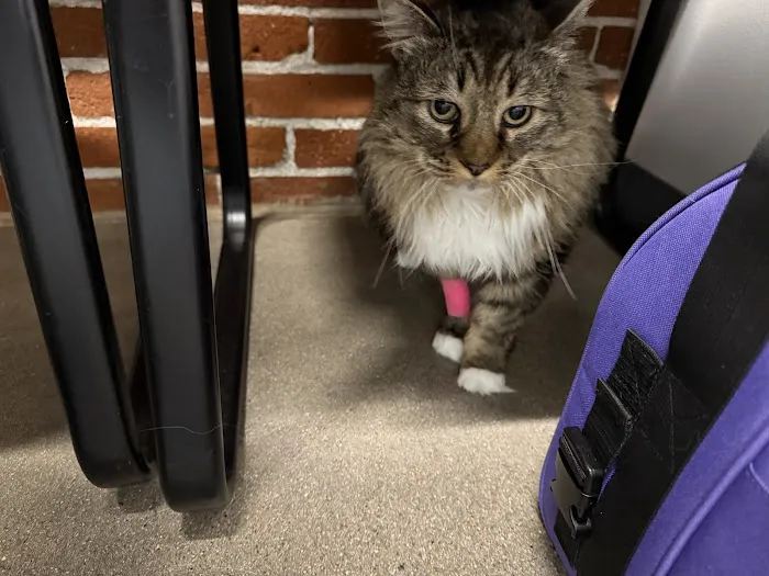 Goodheart Animal Health Center Picture 10