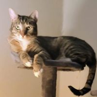 Washington Park Veterinary Clinic ico