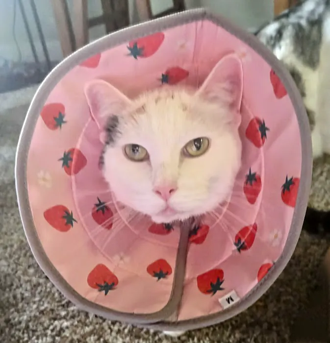 Washington Park Veterinary Clinic Picture 8