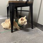 5280 Veterinary Care