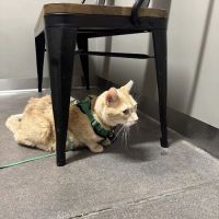5280 Veterinary Care ico