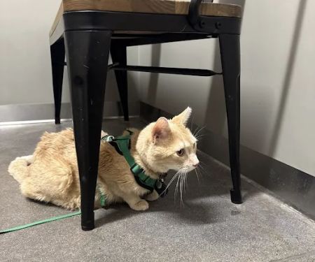 5280 Veterinary Care