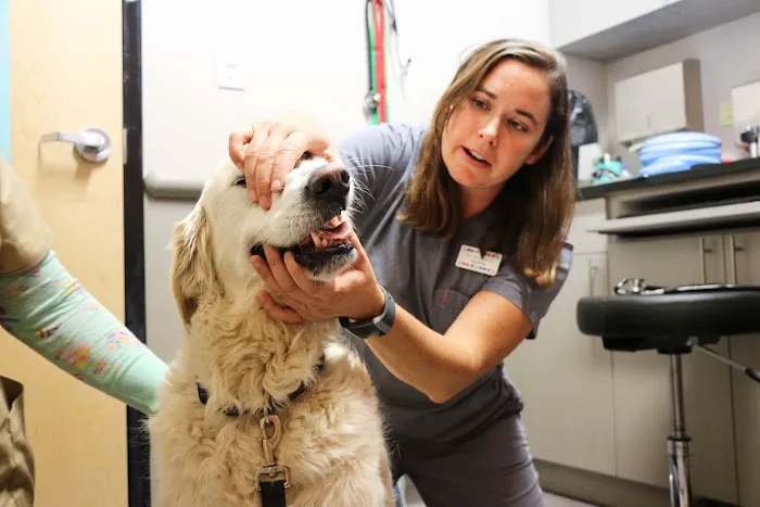 5280 Veterinary Care Picture 3