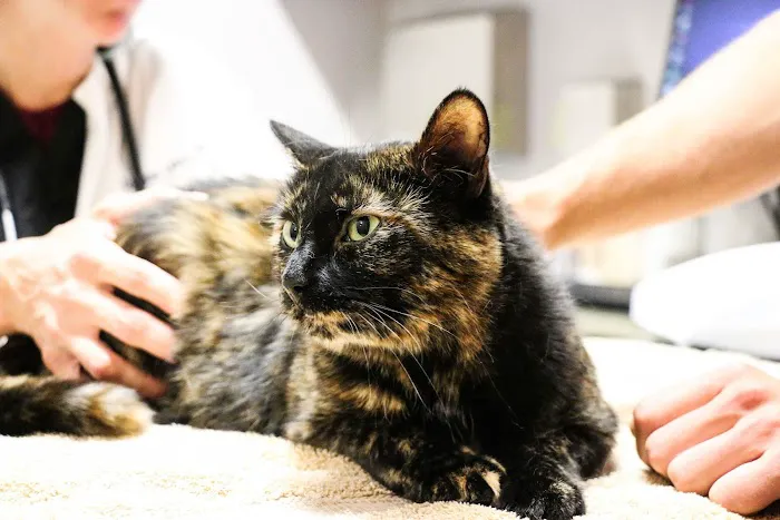 5280 Veterinary Care Picture 5
