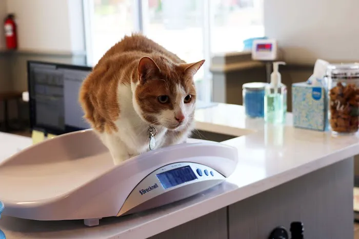 5280 Veterinary Care Picture 10