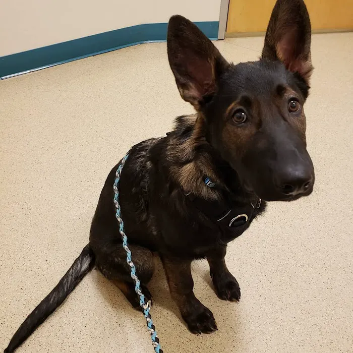 Urban Vet Care Picture 4