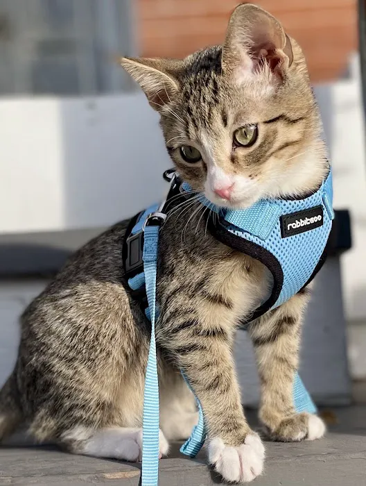 Urban Vet Care Picture 8